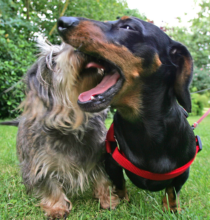 Sweep and Banjo