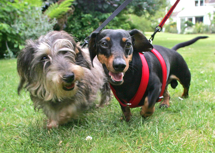Sweep and Banjo -- Togetherness